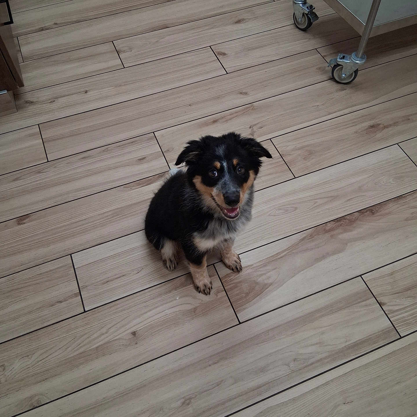 Piper joined the competition — help win amazing prizes! puppy, dog, pet, animal, sitting, fluffy, black_fur, brown_fur, white_markings, happy, open_mouth, looking_at_camera, portrait, indoor, tile_floor, wood_pattern, cart, wheels, household, cute