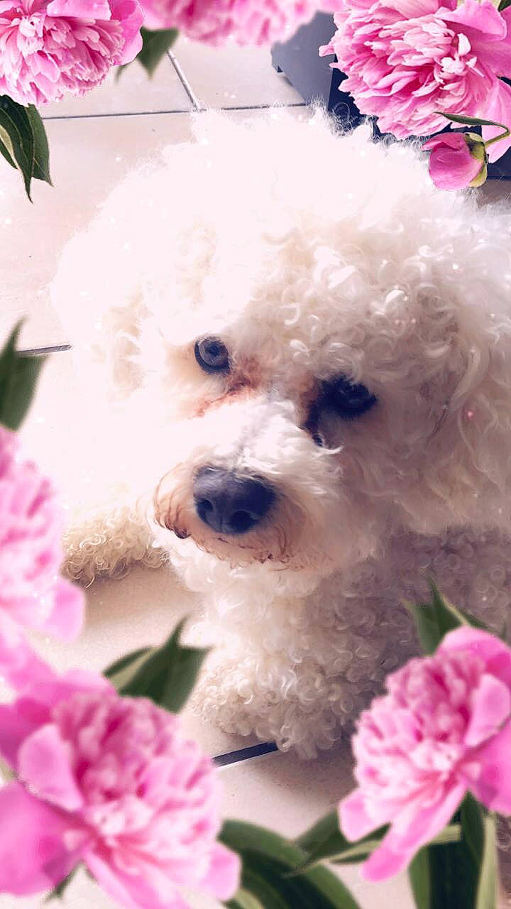 Una participe au concours pour gagner de l'argent avec cette photo : bichon, bichon_frise, bolognese, bolonka, canidae, carnivore, companion_dog, dog, dog_breed, maltepoo, maltese, mammal, non_sporting_group, pink, poodle, puppy, puppy_love, toy_dog, toy_poodle, vertebrate