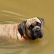 Hank joined the competition — help win amazing prizes! dog, water, animal, pet, mammal, collar, brown, wet, face, ears, outdoor, pond, canine, fur, swimming, looking_up, expression, nature, closeup, head