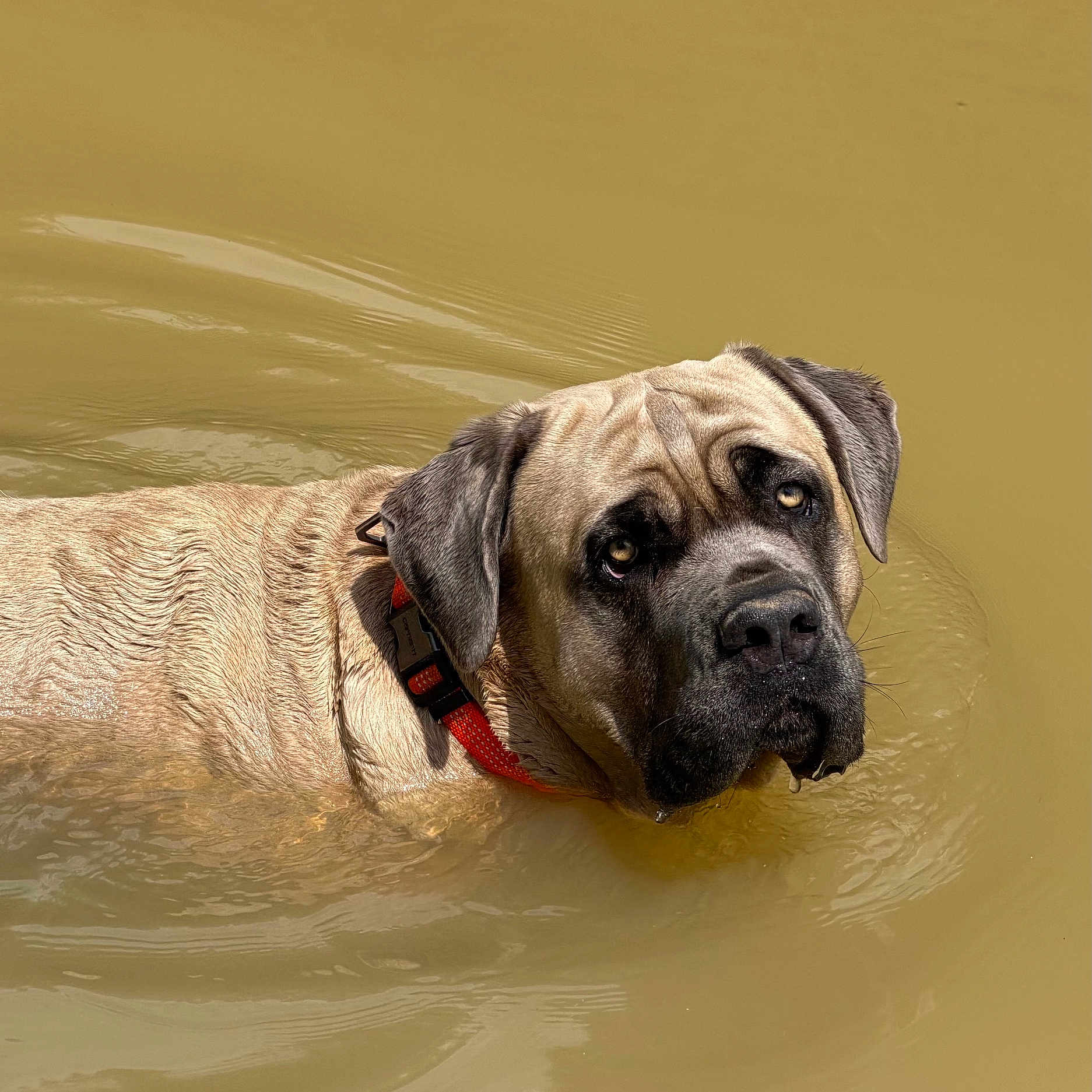 Hank