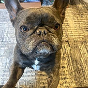 Bleu is registered to the contest to win money with this photo: french_bulldog, dog, pet, indoor, carpet, ears, fur, animal, close_up, cute, looking_up, brown, white_patch, face, legs, floor, home, curious, canine, companion