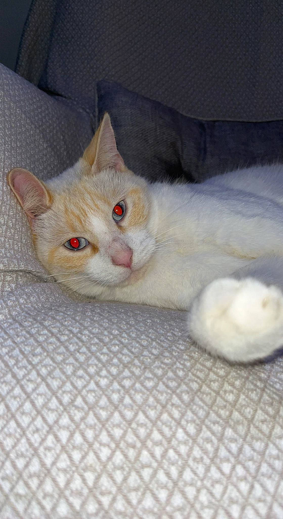 Casper a rejoint le concours — aidez-le/la à gagner de superbes lots ! carnivore, cat, cat_supply, claw, comfort, domestic_short_haired_cat, fawn, felidae, fur, paw, small_to_medium_sized_cats, snout, tail, whiskers