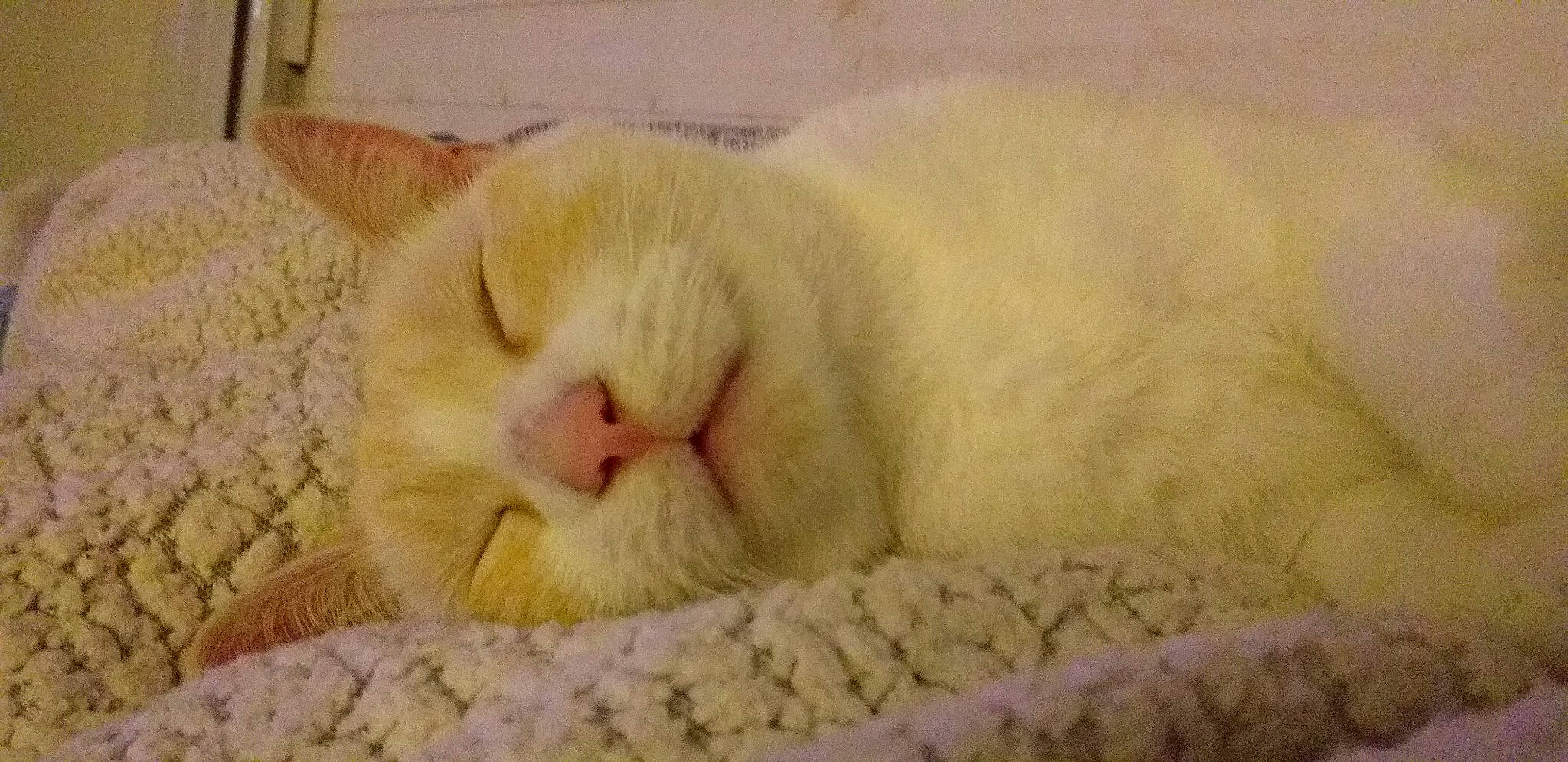 Casper participe au concours pour gagner de l'argent avec cette photo : carnivore, cat, cat_bed, claw, comfort, domestic_short_haired_cat, eye, fawn, felidae, foot, fur, linens, nap, paw, sleep, small_to_medium_sized_cats, snout, tail, terrestrial_animal, whiskers