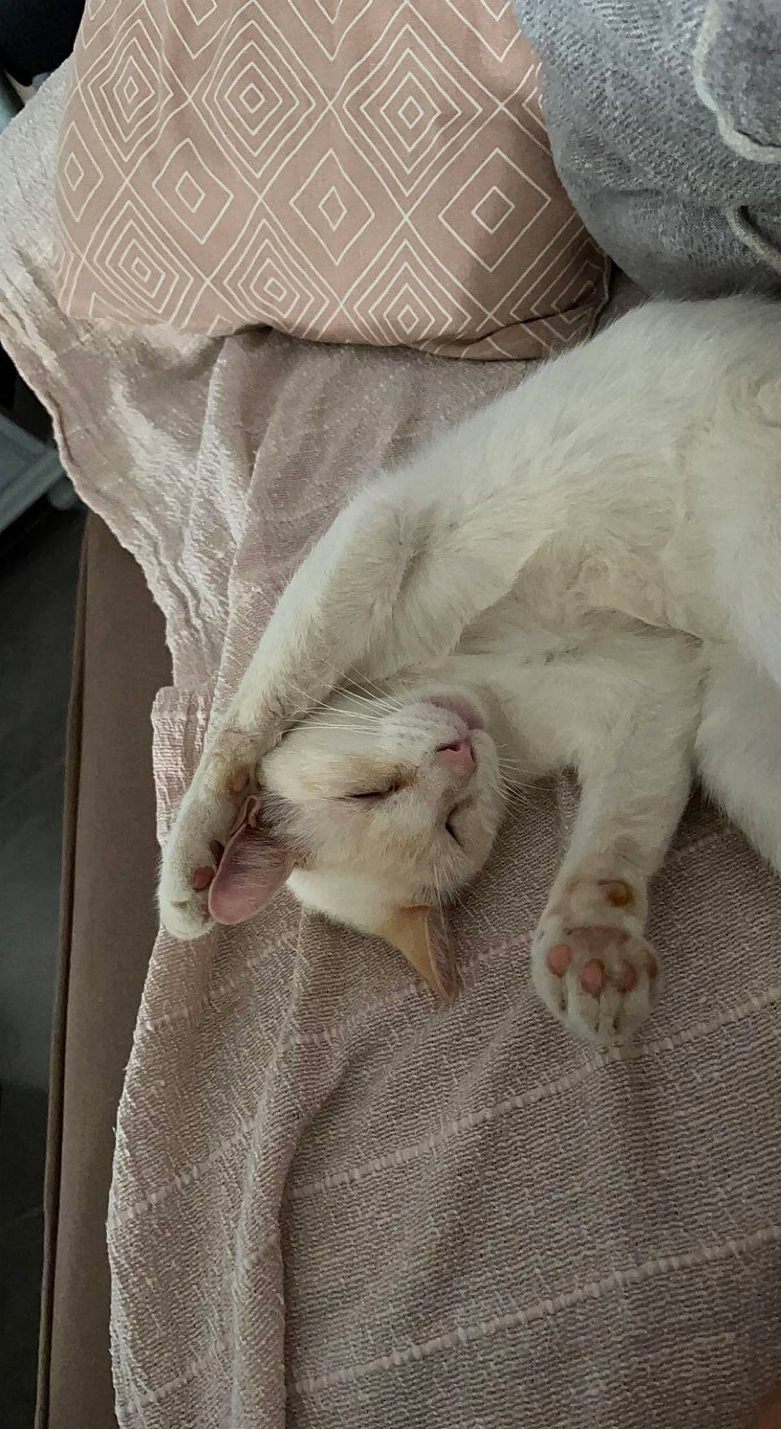 Casper a rejoint le concours — aidez-le/la à gagner de superbes lots ! bedding, carnivore, cat, claw, comfort, domestic_short_haired_cat, duvet, fawn, felidae, fur, linens, nap, paw, sleep, small_to_medium_sized_cats, tail, textile, whiskers