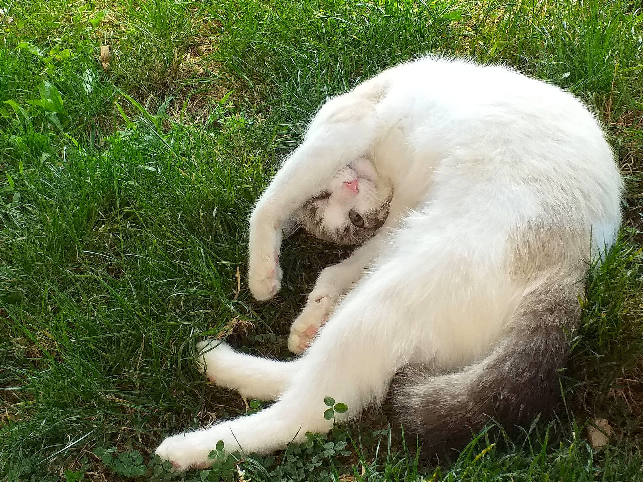 Athéna participe au concours pour gagner de l'argent avec cette photo : canidae, carnivore, cat, claw, companion_dog, dog_breed, fang, fawn, felidae, fur, grass, grassland, pasture, paw, plant, small_to_medium_sized_cats, sporting_group, tail, terrestrial_animal, whiskers