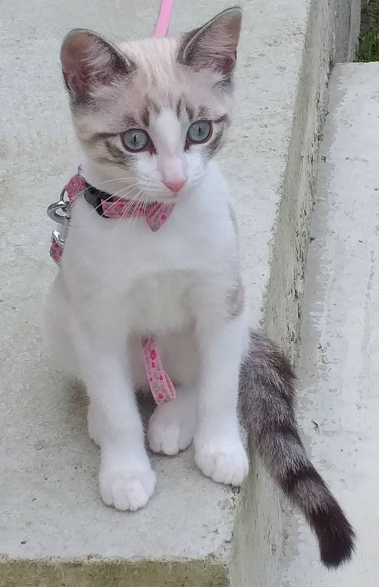 Athéna participe au concours pour gagner de l'argent avec cette photo : carnivore, cat, claw, collar, domestic_short_haired_cat, felidae, foot, fur, paw, photo_caption, sitting, small_to_medium_sized_cats, snout, tail, whiskers