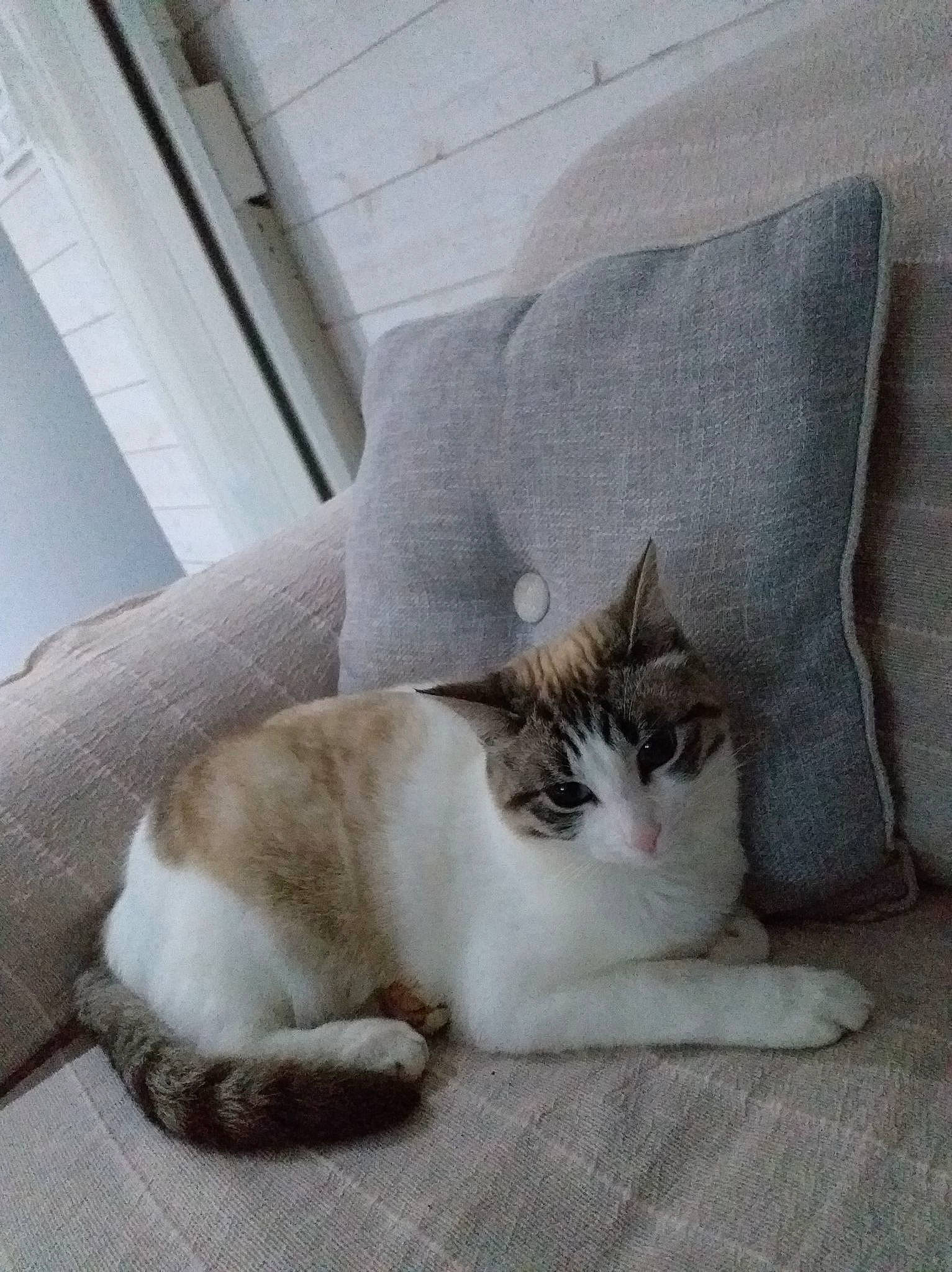 Athéna participe au concours pour gagner de l'argent avec cette photo : carnivore, cat, cat_supply, comfort, couch, domestic_short_haired_cat, felidae, flooring, fur, nap, paw, pet_supply, sitting, small_to_medium_sized_cats, snout, tail, terrestrial_animal, whiskers, window