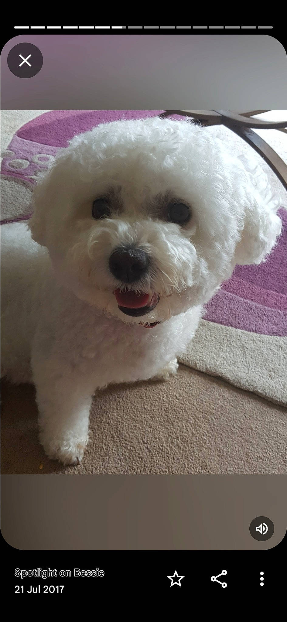 Bessie is registered to the contest to win money with this photo: bichon, carnivore, companion_dog, dog, dog_breed, labradoodle, maltepoo, non_sporting_group, poodle, snout, sporting_group, toy_dog, water_dog