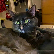 Apache is registered to the contest to win money with this photo: cat, tortoiseshell_cat, pet, green_eyes, fur, whiskers, close_up, indoor, bedroom, dresser, wardrobe, clothing, blanket, furniture, television, portrait, domestic_animal, cozy, relaxed, curious