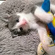 Rambo is registered to the contest to win money with this photo: kitten, cat, gray, white, plush_bed, toy, colorful, paw, fur, cute, pet, indoor, animal, playful, closeup, cozy, soft, young, domestic, sleepy