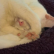 Lily is registered to the contest to win money with this photo: cat, white_cat, sleeping, curled_up, nap, pink_nose, paw, toe_beans, whiskers, fluffy, fur, pet, animal, cozy, blanket, indoors, close_up, relaxed, cute, portrait