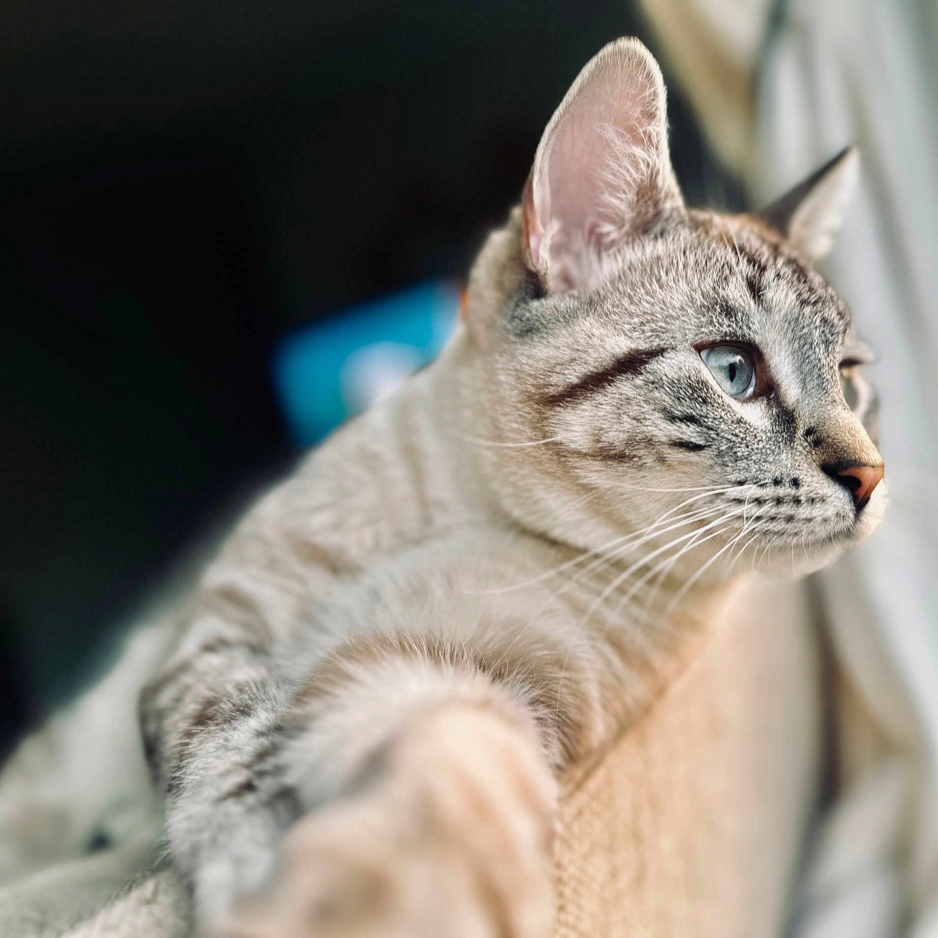 Yoda