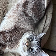Yoda joined the competition — help win amazing prizes! cat, blue_eyes, fluffy_fur, close_up, whiskers, beige_fabric, texture, relaxed, indoor, pet, animal, portrait, laying_down, curious, cute, feline, soft_light, cozy, domestic_cat, resting