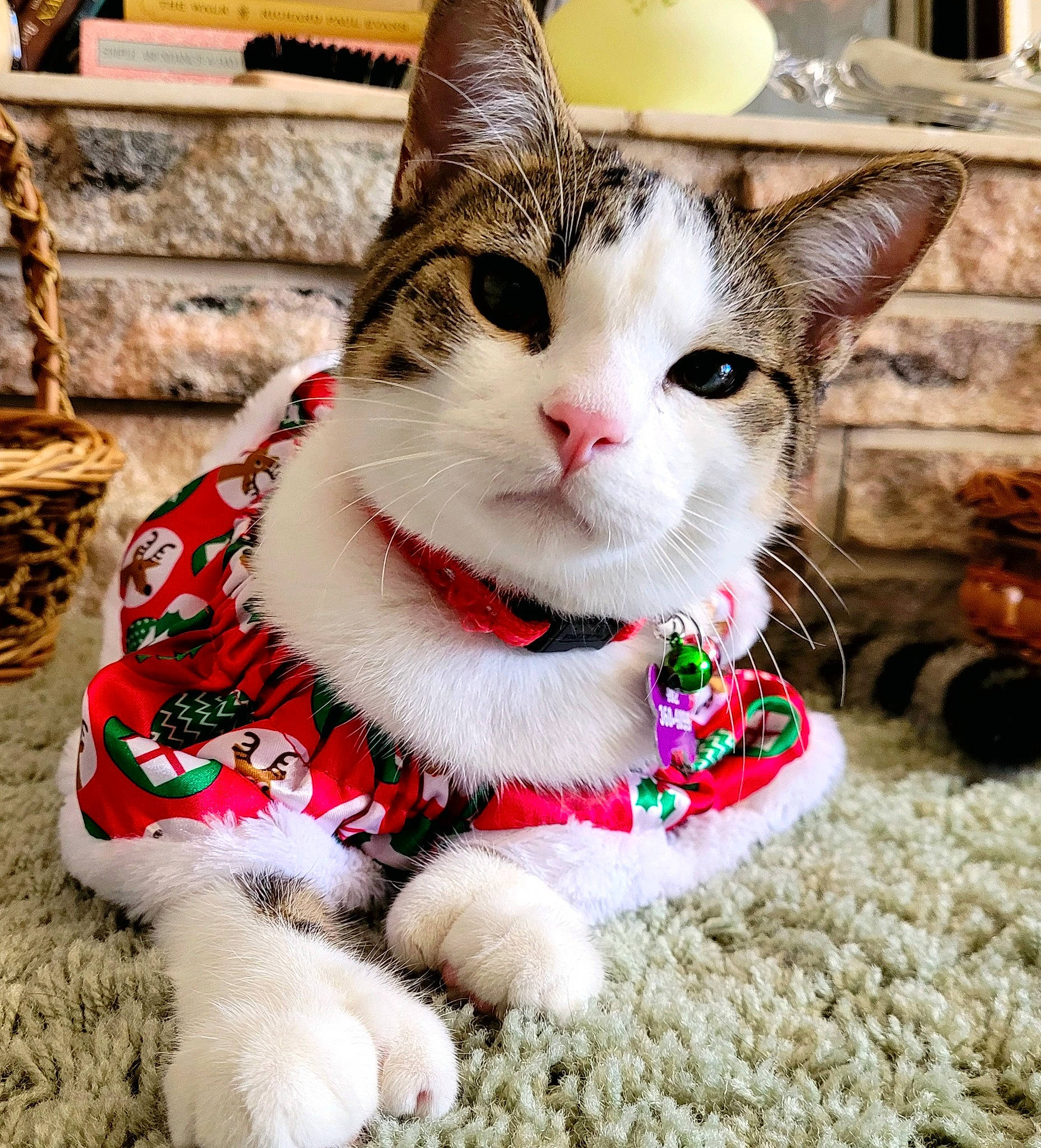 Mitty The Christmas Kitty