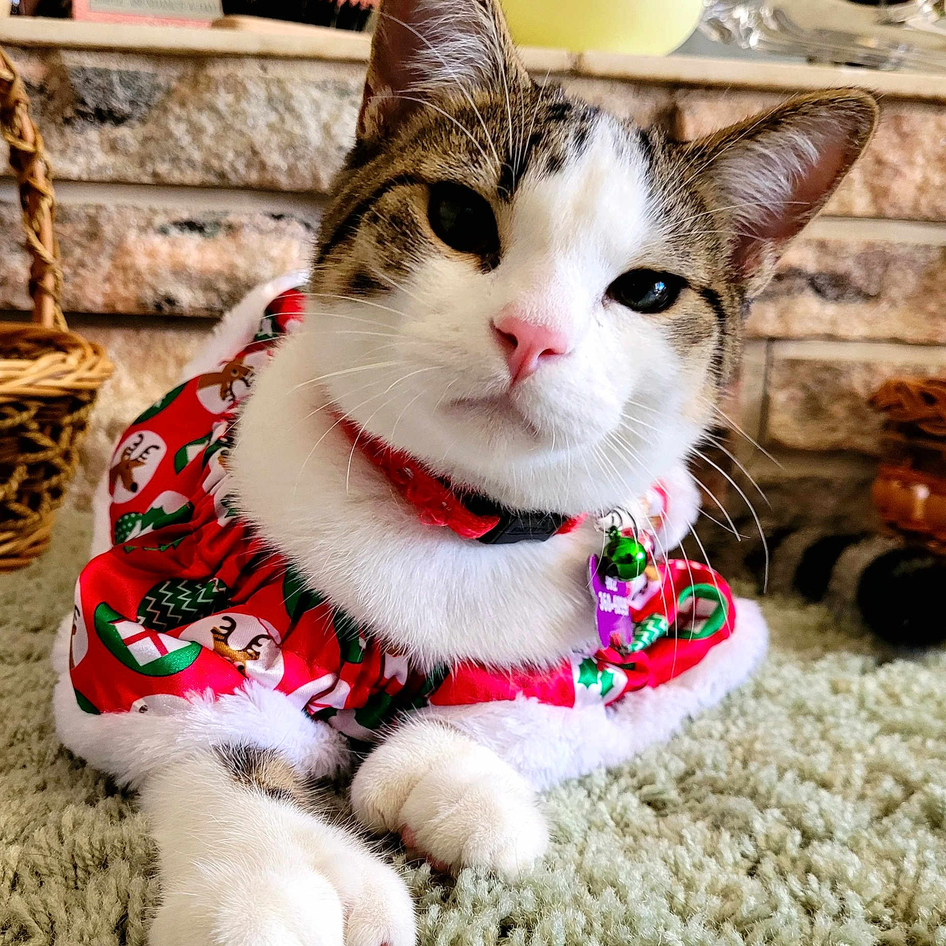 Mitty The Christmas Kitty
