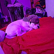 Athena participe au concours pour gagner de l'argent avec cette photo : dog, white_dog, baseball_cap, red_blanket, bed, indoor, purple_lighting, clothing, furniture, room, household_items, resting, pet, canine, casual, cozy, relaxed, hat, domestic, sleeping
