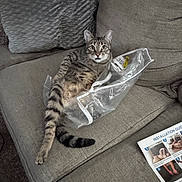 Ollie joined the competition — help win amazing prizes! cat, tabby_cat, sofa, couch, pillow, plastic_bag, paper_manual, installation_guide, striped_tail, wide_eyes, relaxed, indoor, living_room, fabric_texture, pet, curled_up, curious, floor, package_label, assembly_instructions