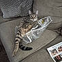 cat, tabby_cat, sofa, couch, pillow, plastic_bag, paper_manual, installation_guide, striped_tail, wide_eyes, relaxed, indoor, living_room, fabric_texture, pet, curled_up, curious, floor, package_label, assembly_instructions