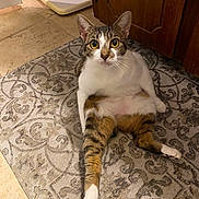 Princess Baby joined the competition — help win amazing prizes! cat, indoor, rug, patterned_rug, curious, sitting, tabby, white_fur, brown_fur, yellow_eyes, floor, cabinet, wooden_cabinet, tile_floor, pet, animal, feline, relaxed, looking_at_camera, close_up