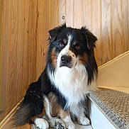 Natsu a rejoint le concours — aidez-le/la à gagner de superbes lots ! animal, calm, canine, carpet, cute, dog, ears, floor, fur, house, indoor, looking, paw, pet, portrait, sitting, stairs, stairs_riser, tricolor, wood_paneling