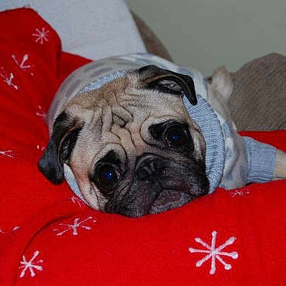 Bosley