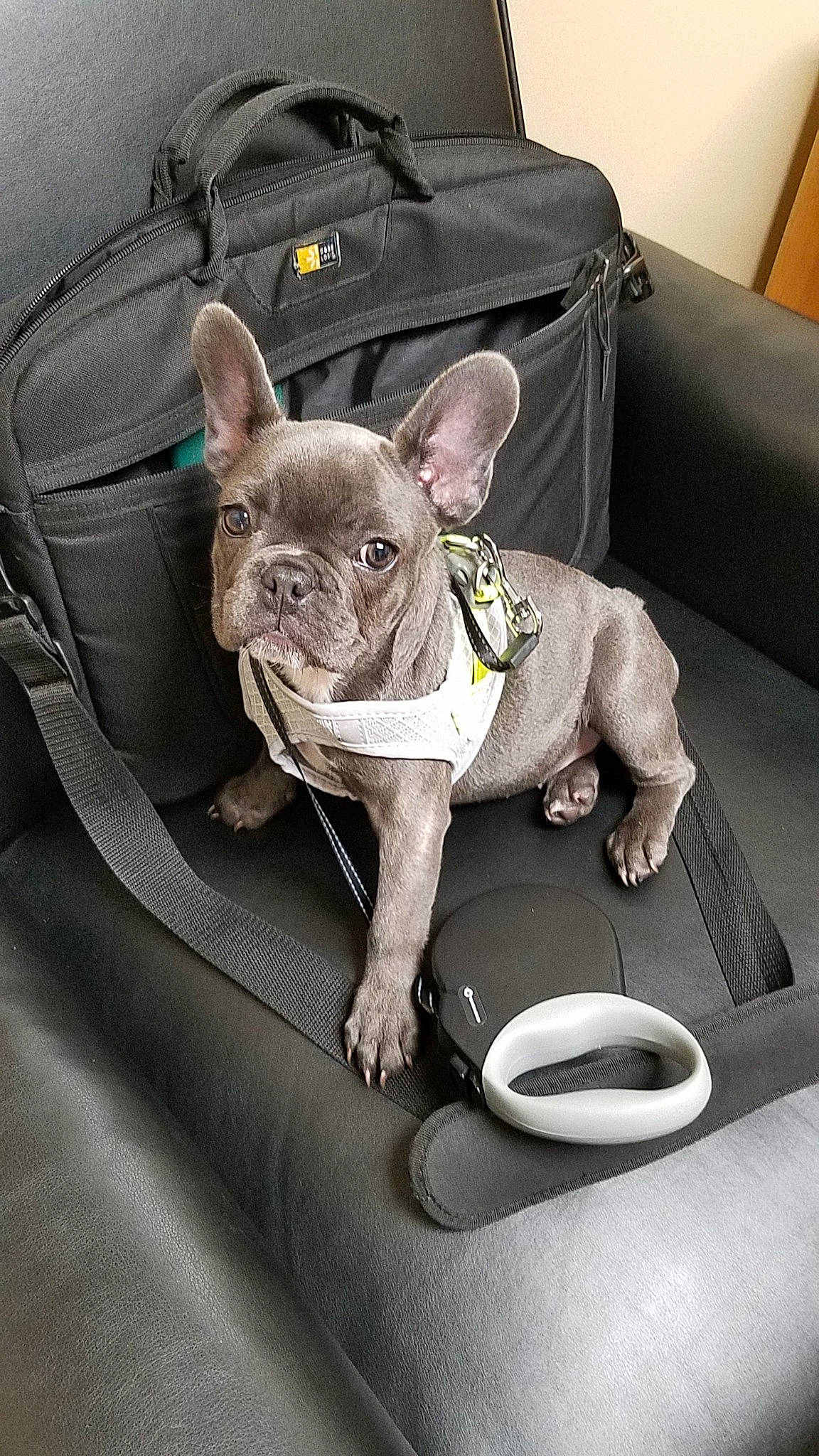 Blu joined the competition — help win amazing prizes! boston_terrier, canidae, car_seat, carnivore, companion_dog, dog, dog_breed, dog_collar, ear, fawn, french_bulldog, leash, mammal, non_sporting_group, puppy, seat_belt, snout