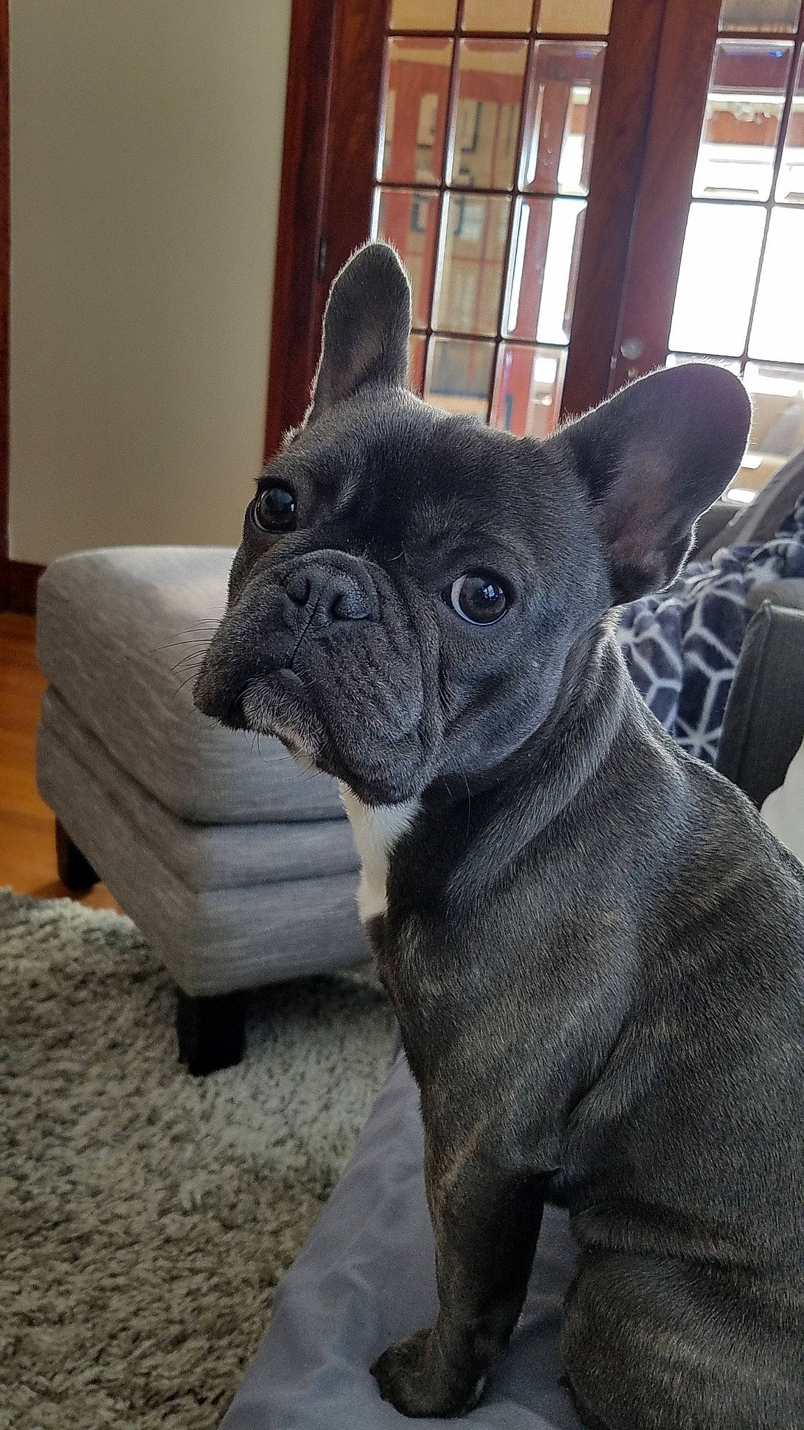 Blu joined the competition — help win amazing prizes! american_bulldog, bulldog, canidae, carnivore, companion_dog, dog, dog_breed, fawn, french_bulldog, mammal, molosser, non_sporting_group, puppy, rare_breed_dog, snout, toy_bulldog, vertebrate, whiskers
