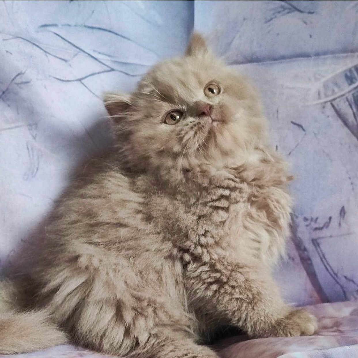 Félix a rejoint le concours — aidez-le/la à gagner de superbes lots ! abyssinian, angora, animal, art, cat, drawing, kitten, manx, painting, pet, snout, toy, white