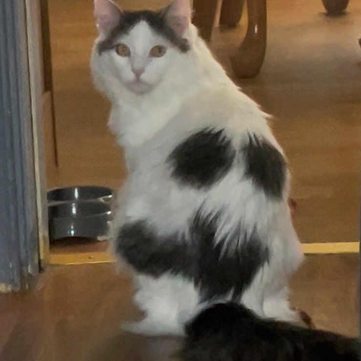 Spooky joined the competition — help win amazing prizes! cat, indoor, wooden_floor, pet_food_bowl, curious, white, black, fluffy, tail, furniture, dining_room, chair_legs, looking_back, domestic_cat, floor, animal, mammal, home, pet, feline