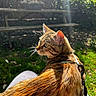 Artémis participe au concours pour gagner de l'argent avec cette photo : cat, tabby, outdoor, garden, sunlight, fur, pet, animal, nature, bench, greenery, harness, lap, looking, daylight, whiskers, ears, profile, peaceful, shadow