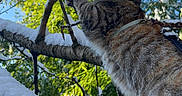 Artémis participe au concours pour gagner de l'argent avec cette photo : cat, tabby, tree, snow, outdoor, nature, animal, climbing, winter, green_leaves, blue_sky, fur, whiskers, branch, daylight, curious, pet, mammal, wildlife, adventure