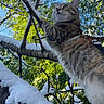 cat, tabby, tree, snow, outdoor, nature, animal, climbing, winter, green_leaves, blue_sky, fur, whiskers, branch, daylight, curious, pet, mammal, wildlife, adventure