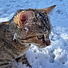 Artémis participe au concours pour gagner de l'argent avec cette photo : cat, kitten, snow, outdoor, animal, fur, whiskers, winter, nature, closeup, profile, curious, young, mammal, cold, playful, pet, soft, cute, feline