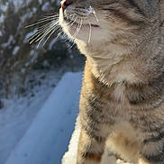 Artémis participe au concours pour gagner de l'argent avec cette photo : cat, tabby, snow, outdoor, animal, pet, whiskers, fur, winter, nature, curious, closeup, profile, sunlight, feline, cold, soft_light, standing, mammal, daytime