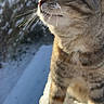 cat, tabby, snow, outdoor, animal, pet, whiskers, fur, winter, nature, curious, closeup, profile, sunlight, feline, cold, soft_light, standing, mammal, daytime