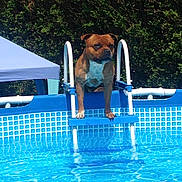 Ibra a rejoint le concours — aidez-le/la à gagner de superbes lots ! dog, pool, ladder, water, outdoor, summer, canopy, greenery, pet, animal, blue, sunlight, reflection, fun, nature, daytime, swimming_pool, brown_dog, white_chest, leisure