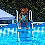 dog, pool, ladder, water, outdoor, summer, canopy, greenery, pet, animal, blue, sunlight, reflection, fun, nature, daytime, swimming_pool, brown_dog, white_chest, leisure