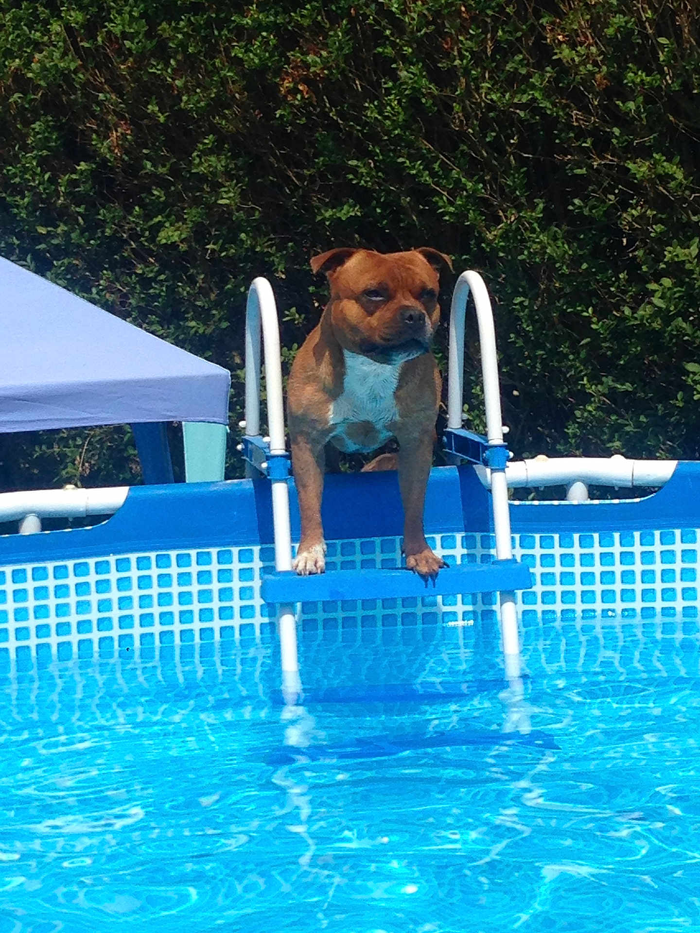 Ibra a rejoint le concours — aidez-le/la à gagner de superbes lots ! dog, pool, ladder, water, outdoor, summer, canopy, greenery, pet, animal, blue, sunlight, reflection, fun, nature, daytime, swimming_pool, brown_dog, white_chest, leisure