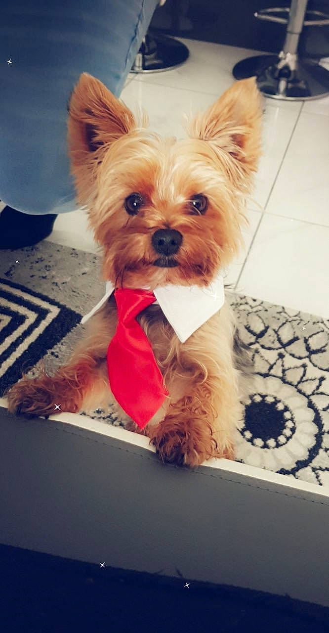 Nouinoui participe au concours pour gagner de l'argent avec cette photo : biewer_terrier, carnivore, companion_dog, dog, dog_breed, dog_supply, fashion_accessory, fawn, fictional_character, fur, liver, small_terrier, snout, sporting_group, terrestrial_animal, terrier, toy_dog, whiskers, working_animal, yorkshire_terrier