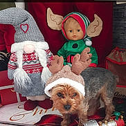 Nouinoui participe au concours pour gagner de l'argent avec cette photo : art, basket, canidae, carnivore, companion_dog, dog, dog_breed, dog_clothes, event, fawn, fur, hat, mammal, plush, room, stuffed_toy, sun_hat, teddy_bear, toy, toy_dog