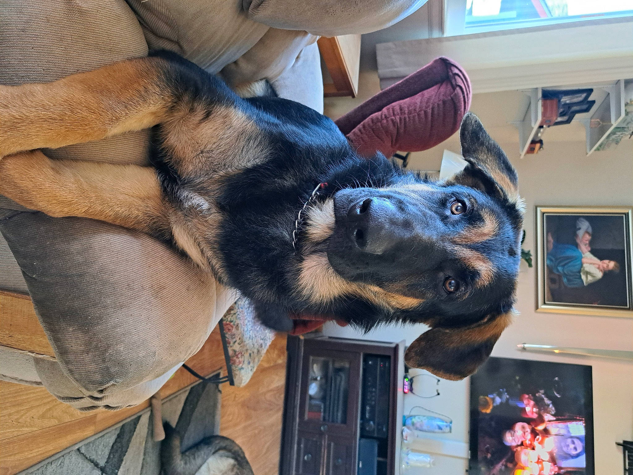 Jackson joined the competition — help win amazing prizes! carnivore, comfort, companion_dog, dog, dog_breed, ear, fawn, fur, gesture, guard_dog, picture_frame, snout, sporting_group, whiskers, window, working_animal, working_dog