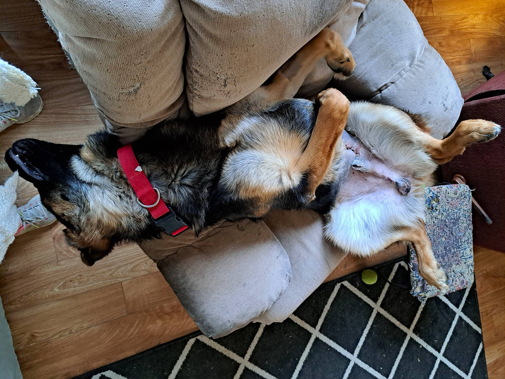 Jackson joined the competition — help win amazing prizes! canidae, carnivore, claw, comfort, companion_dog, dog, dog_breed, domestic_short_haired_cat, fawn, felidae, flooring, foot, fur, human_leg, lap, nap, paw, snout, sporting_group, working_animal