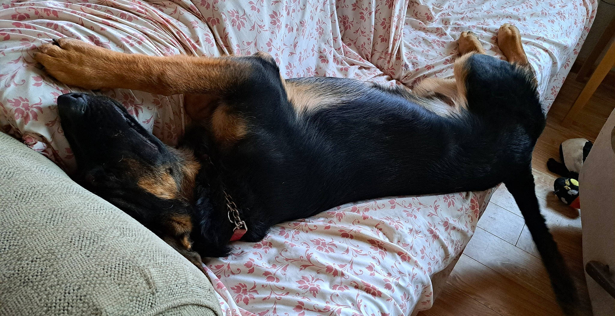 Jackson joined the competition — help win amazing prizes! canidae, carnivore, comfort, companion_dog, couch, dog, dog_breed, fawn, fur, guard_dog, liver, nap, paw, sleep, snout, sporting_group, tail, terrestrial_animal, whiskers, working_animal