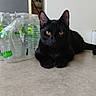 black_cat, cat, feline, golden_eyes, upright_ears, sitting, tucked_paws, short_hair, indoors, home, table, water_bottles, plastic_packaging, shelf, cabinet, white_wall, portrait, pet, alert, centered_subject