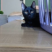 Simba participe au concours pour gagner de l'argent avec cette photo : black_cat, cat, animal, pet, portrait, sitting, indoors, table, wooden_table, cage, purple_cage, bedroom, door, green_wall, ears, whiskers, yellow_eyes, alert, short_hair, photography
