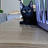 black_cat, cat, animal, pet, portrait, sitting, indoors, table, wooden_table, cage, purple_cage, bedroom, door, green_wall, ears, whiskers, yellow_eyes, alert, short_hair, photography