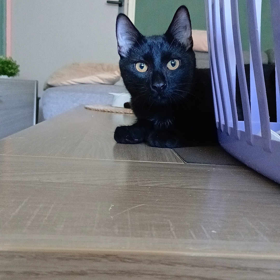 Simba
