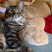 Oscar a rejoint le concours — aidez-le/la à gagner de superbes lots ! cat, tabby_cat, pet, animal, furry, whiskers, green_eyes, portrait, sitting, lounging, indoors, teddy_bear, stuffed_animal, cushion, blanket, carpet, cozy, home, fluffy_tail, closeup