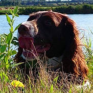 Hippie participe au concours pour gagner de l'argent avec cette photo : dog, grass, river, outdoor, nature, sunlight, tongue_out, brown_coat, white_coat, animal, pet, happy, summer, water, landscape, field, plant, leaf, sky, relaxing