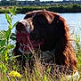 dog, grass, river, outdoor, nature, sunlight, tongue_out, brown_coat, white_coat, animal, pet, happy, summer, water, landscape, field, plant, leaf, sky, relaxing